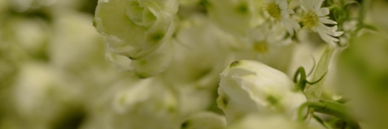 lsileman's profile banner image