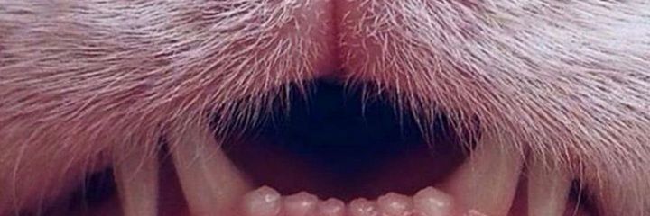 LauRodriguez21's profile banner image