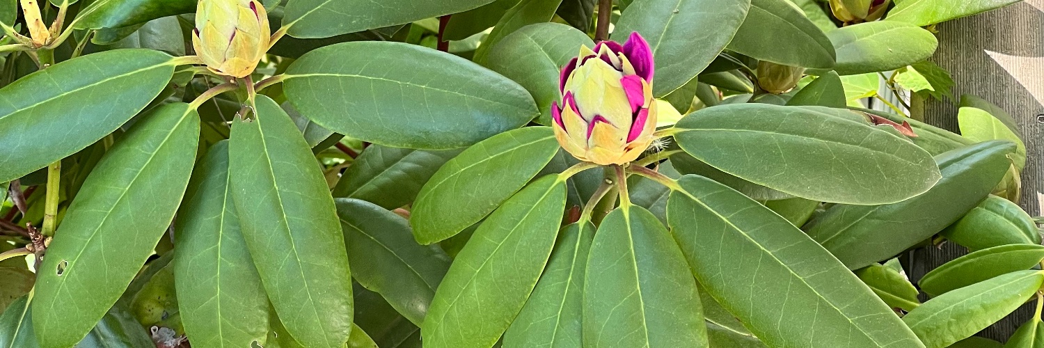 Lembas Enthusiast banner