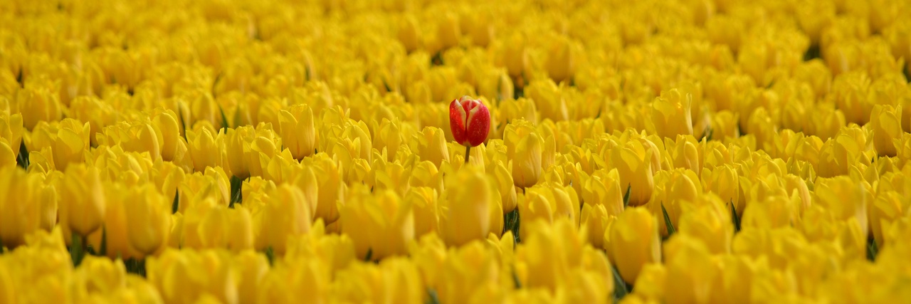 Tamme van der Wal banner