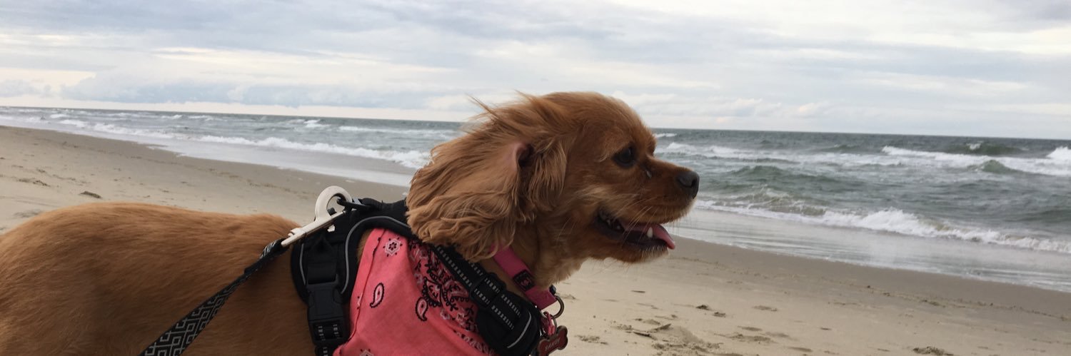Maeve_Carolinee's profile banner image