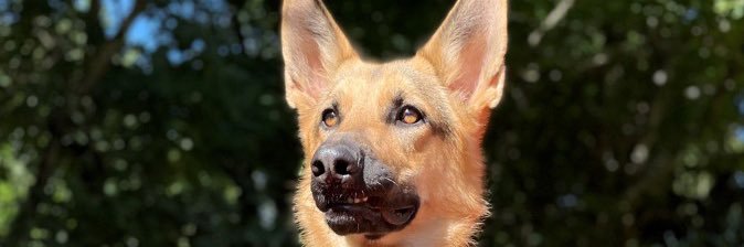 Anja Alberts-Smit banner