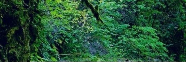 Waldnixe banner