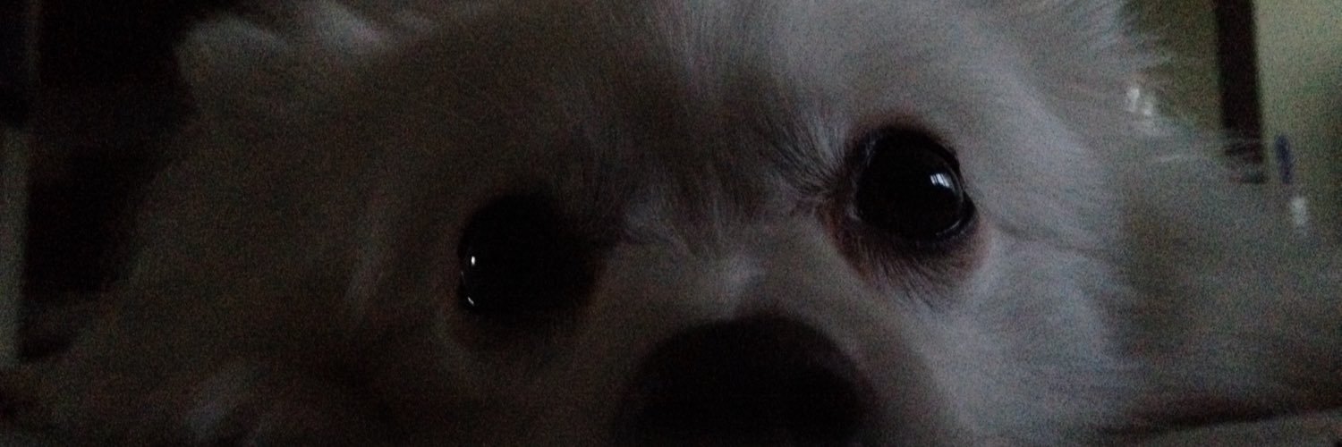 oiseauparadise's profile banner image