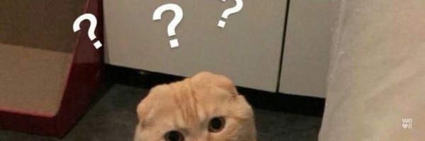 ameurcats Profile Banner
