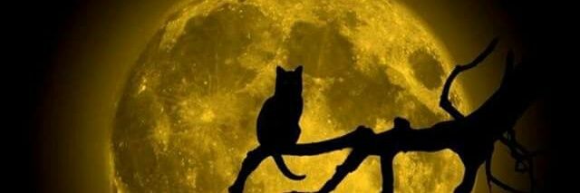 a_r_v_e's profile banner image