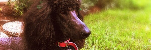 nat_marie Profile Banner