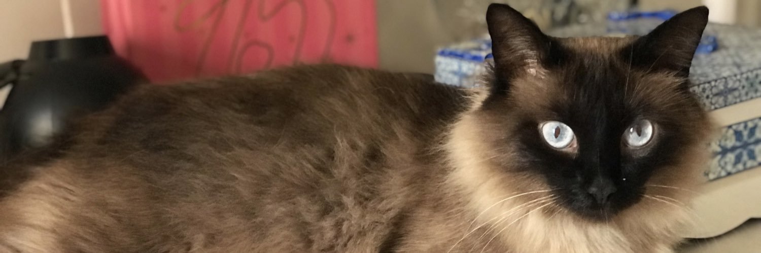 bellajacques's profile banner image