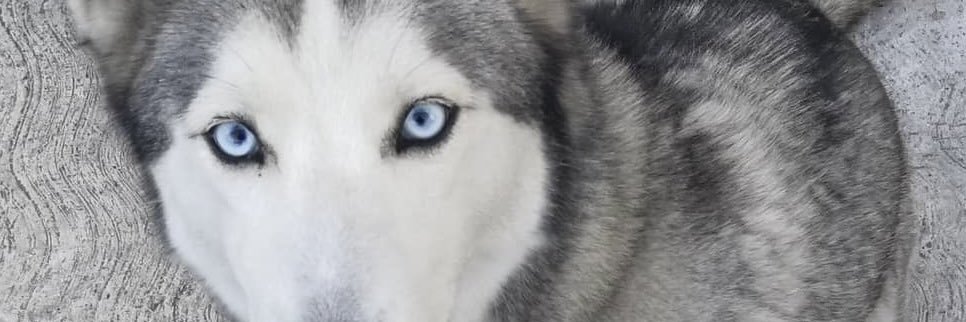 sofialejandrac's profile banner image