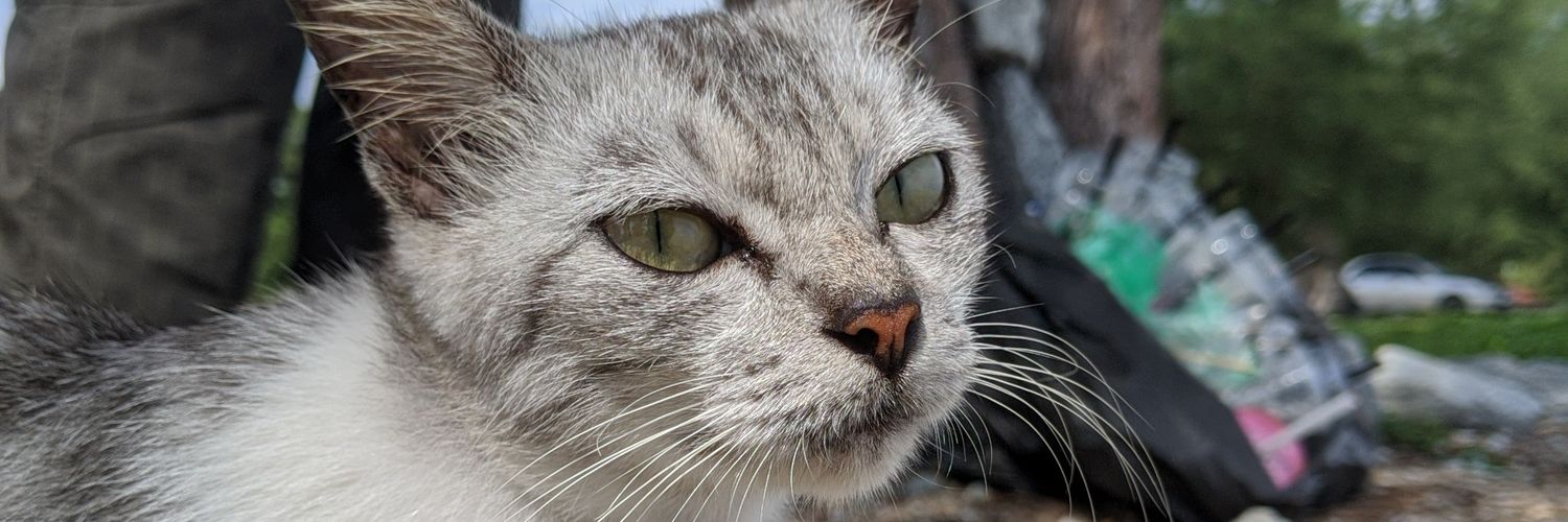 apiqjemiamran's profile banner image