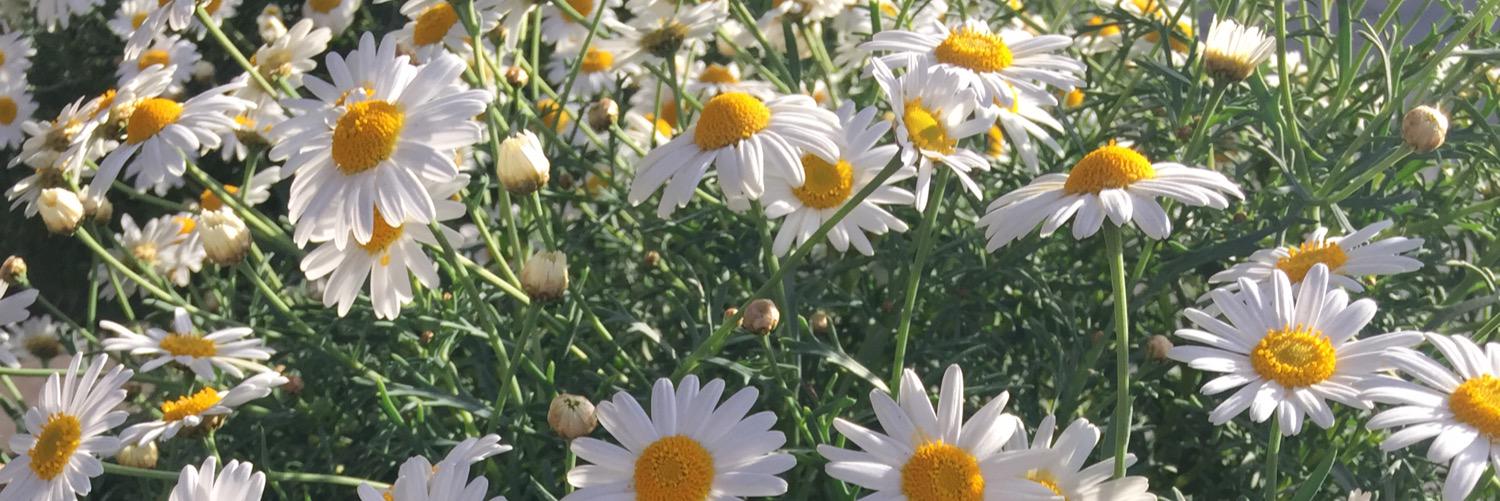 doniamoomen's profile banner image