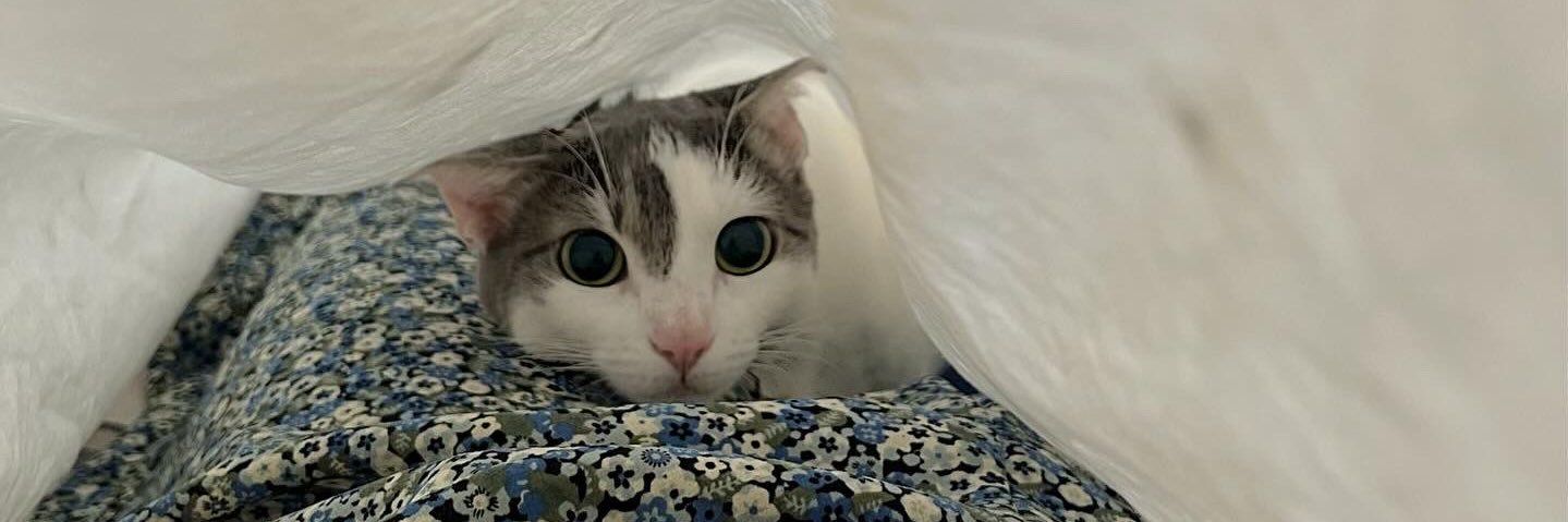 ___marthacorts's profile banner image