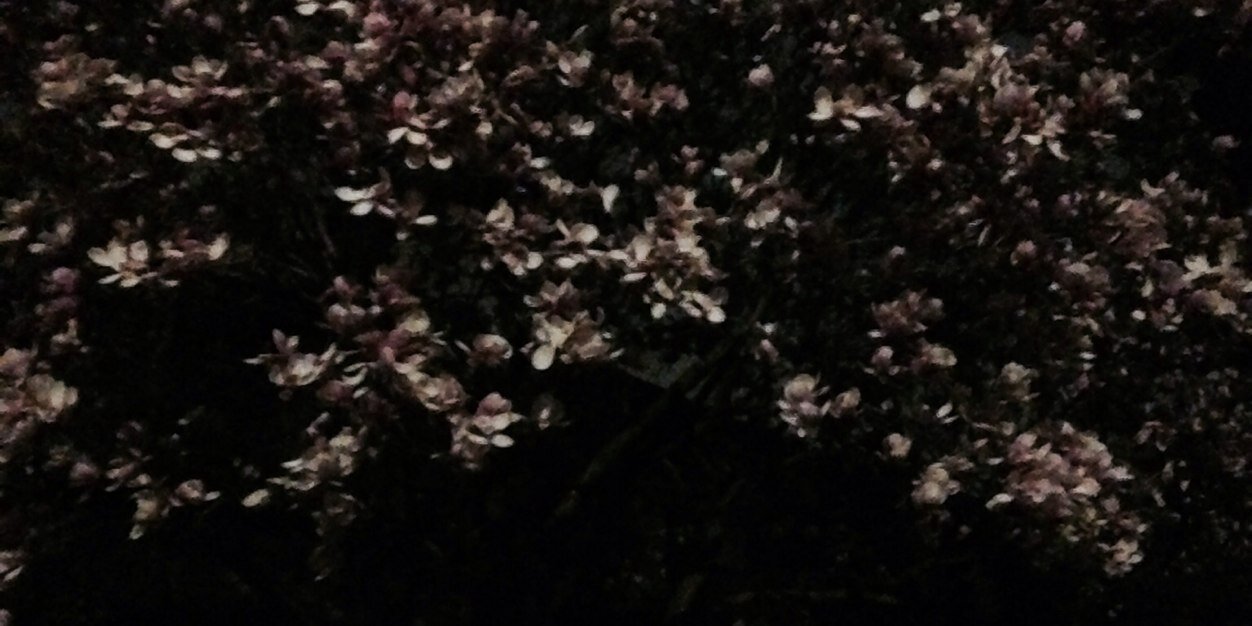 aridgley's profile banner image
