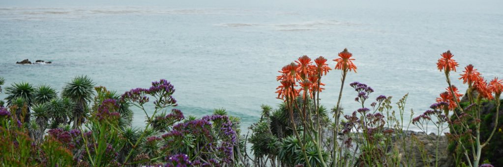 Coleen York Steinhaus banner