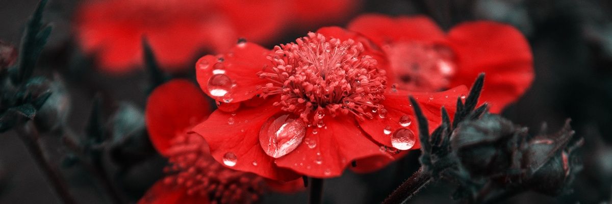 NPsrshja's profile banner image