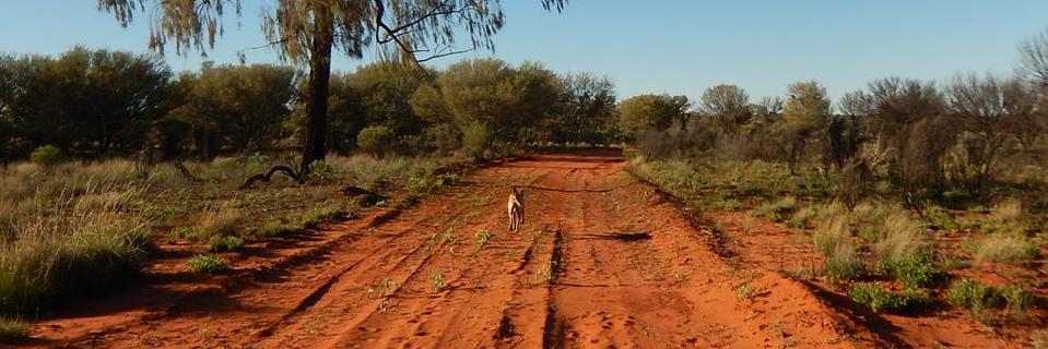 Dr Amber Marshall banner