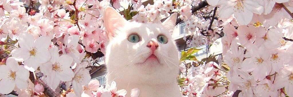 Barbara_smilee's profile banner image