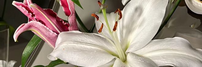 عـالـية🌺 banner