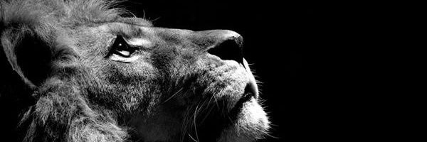 Guipercy's profile banner image
