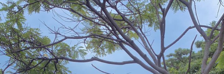 Janvier MAROY banner