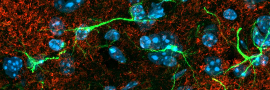 NeuroBM_Lab banner