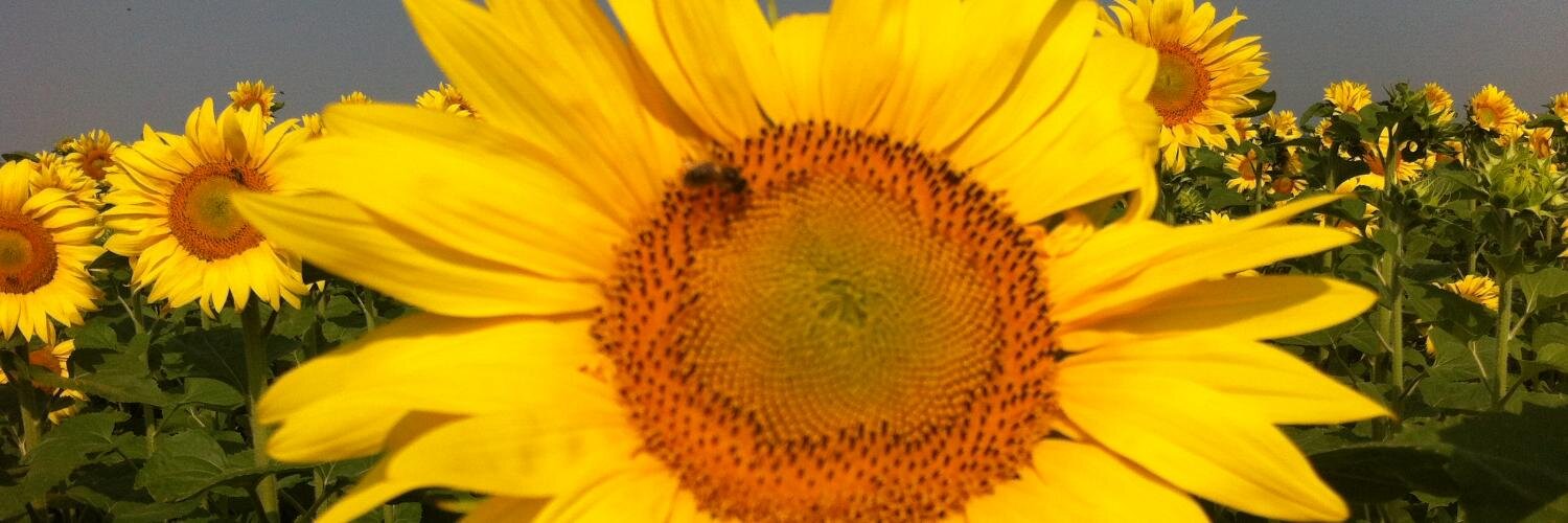 dhbart5's profile banner image