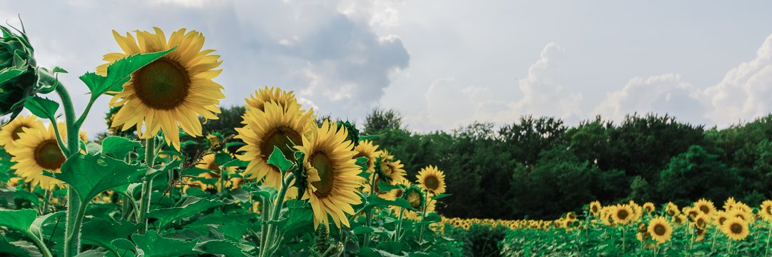 KenPatton's profile banner image