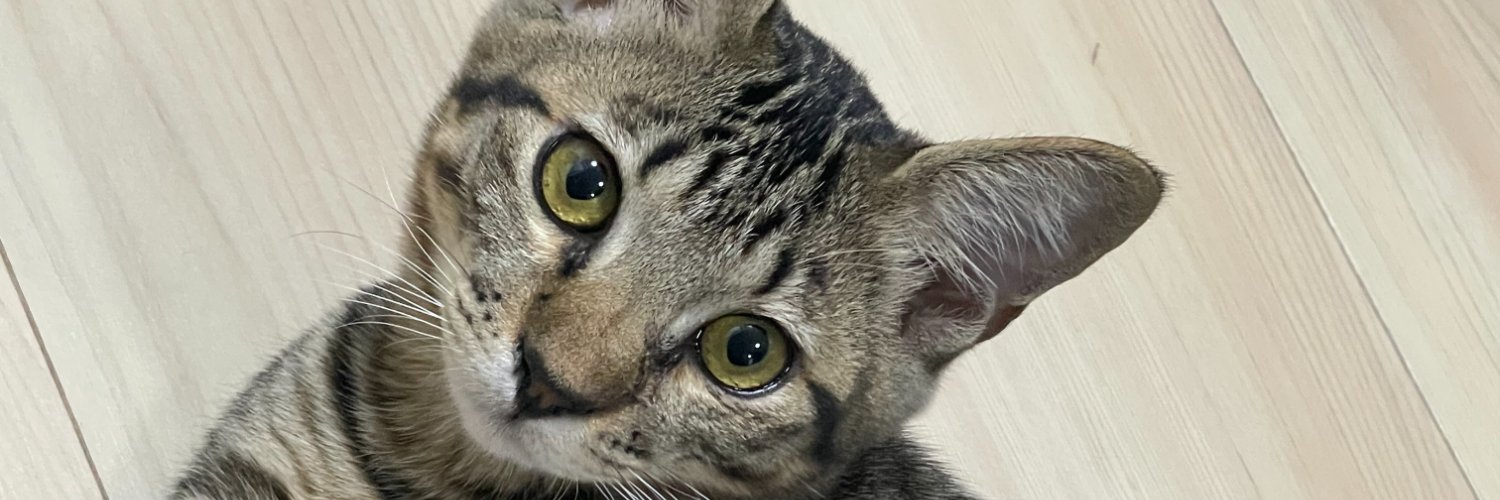るーい😺🐱 banner