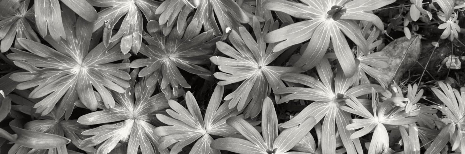 my_window_box banner