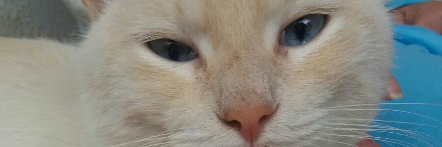 raffylip's profile banner image