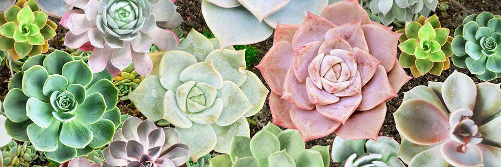 Succulent at Heart's banner