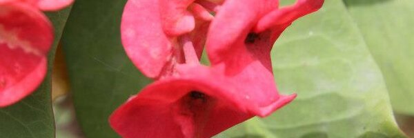 ibusser Profile Banner