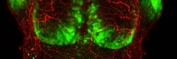 Light-Sheet Imaging U. Mayor banner