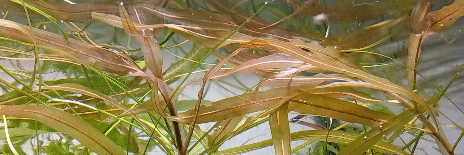 うぃ【日本水草の人】 banner