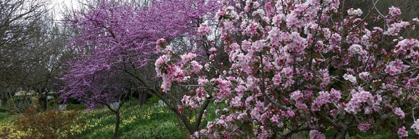 AnneMilanoAppel Profile Banner