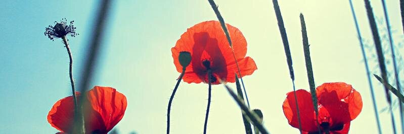 VerdiniMaria's profile banner image