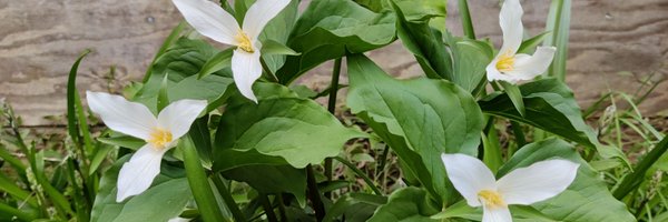 DirkWalstead Profile Banner