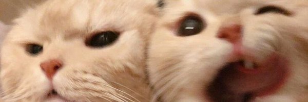 HumorHub__ Profile Banner