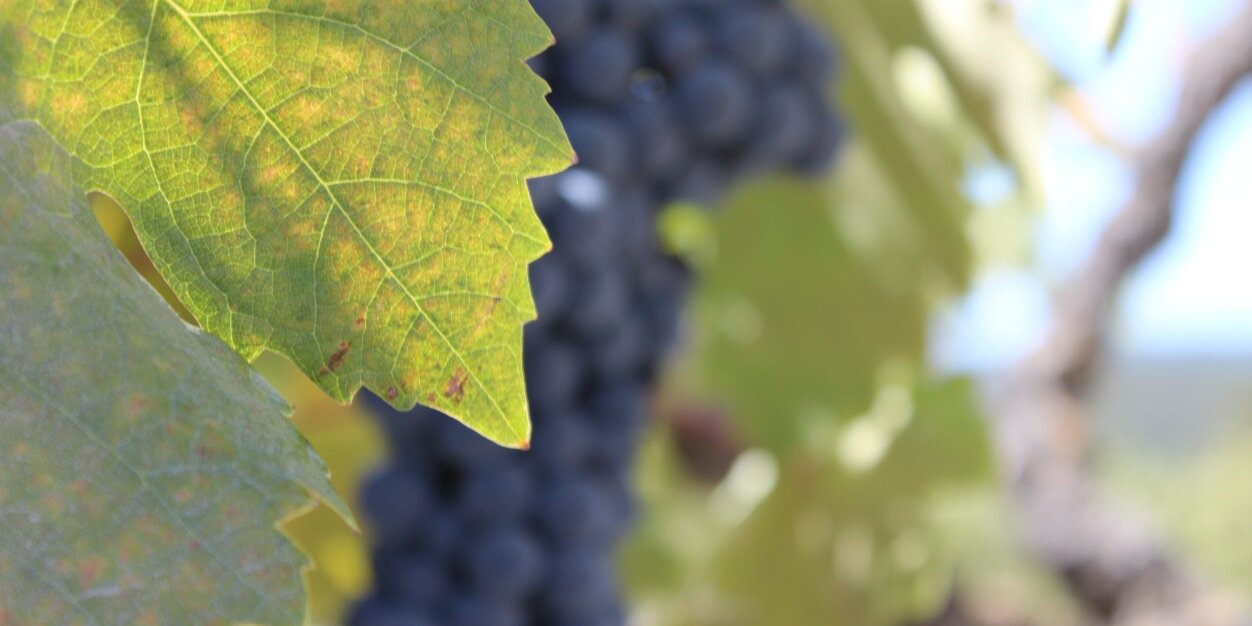RottaWinery's profile banner image