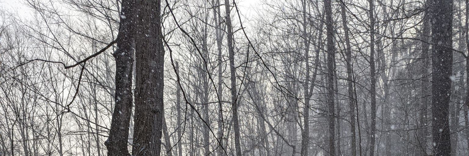 Little Dipper banner