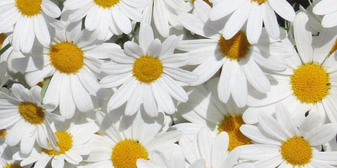 true__ady's profile banner image