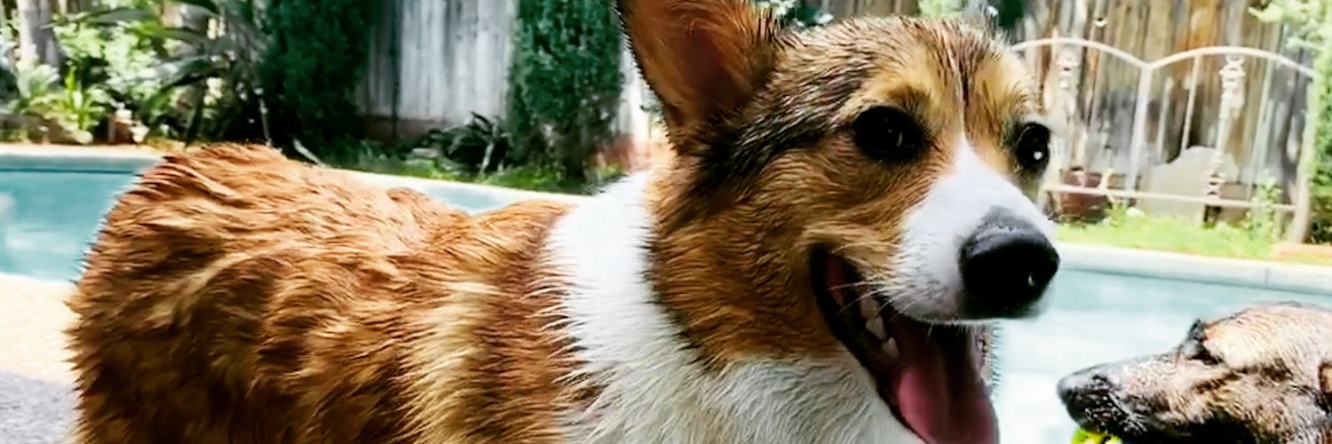Winston Corgi Dog's banner