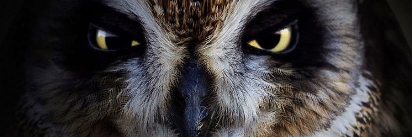 ChrysSills's profile banner image