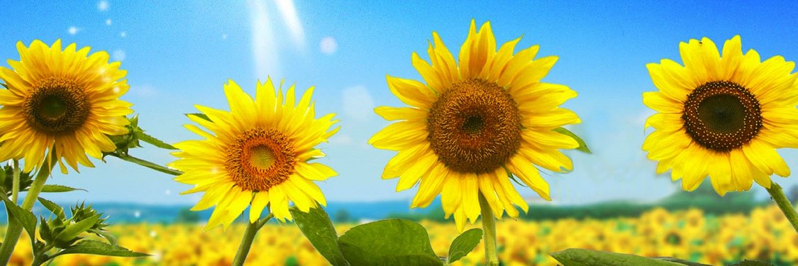 wsingle's profile banner image