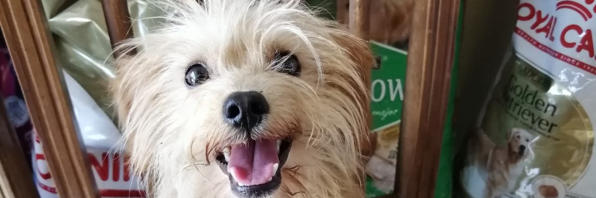 yoalepat's profile banner image