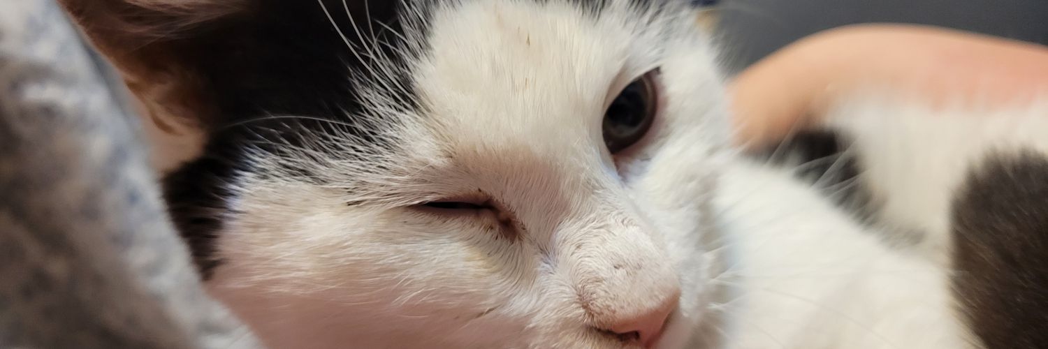 Lily246611's profile banner image