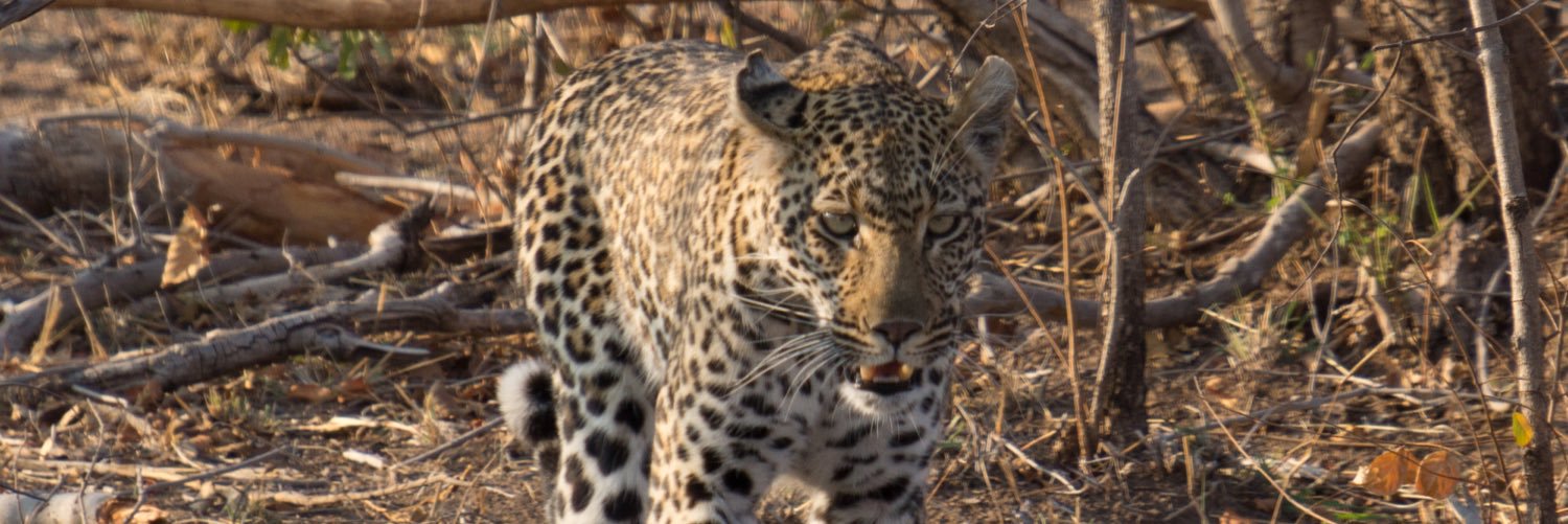 EliseOlding's profile banner image