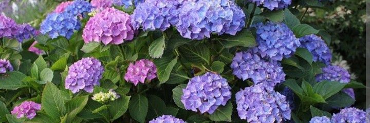 Aintza 🌸🌸 banner