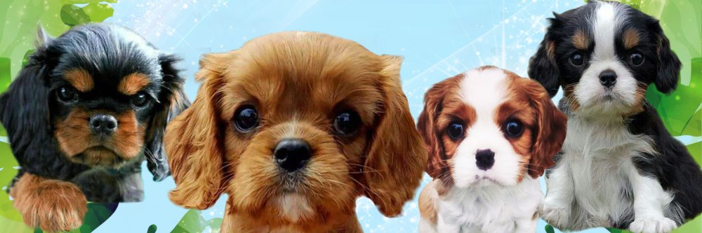 Lost In Puppyville banner