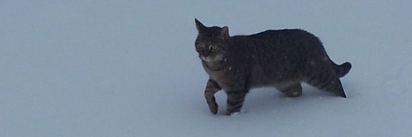 lynx_grizzly Profile Banner